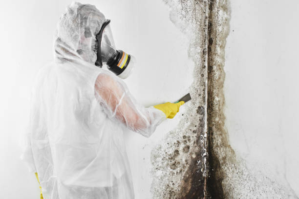 Best Water Damage & Mold Remediation  in Gold Hill, OR